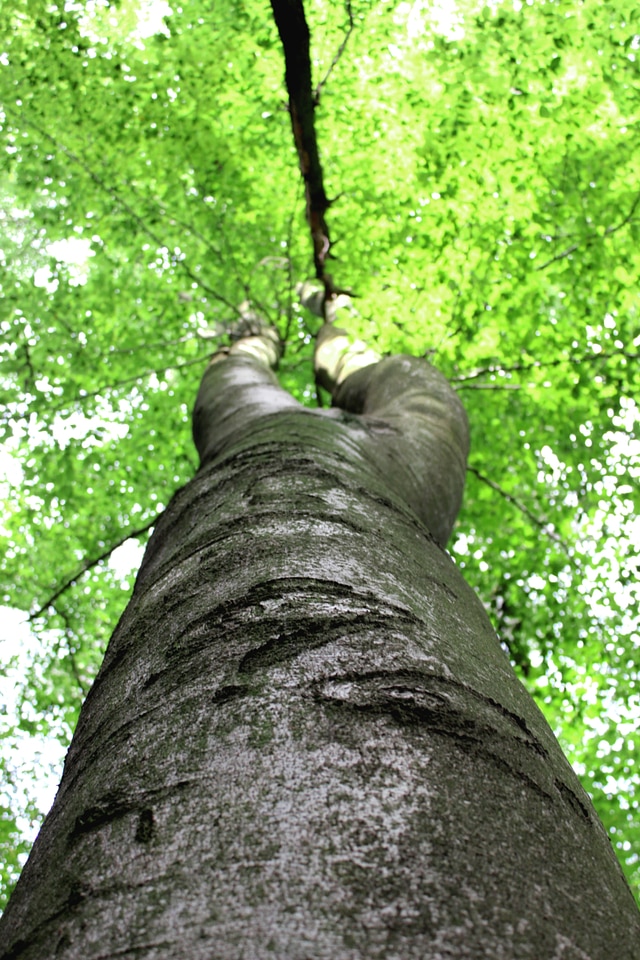 Leaves beech crown