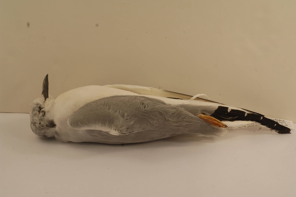 Chroicocephalus philadelphia