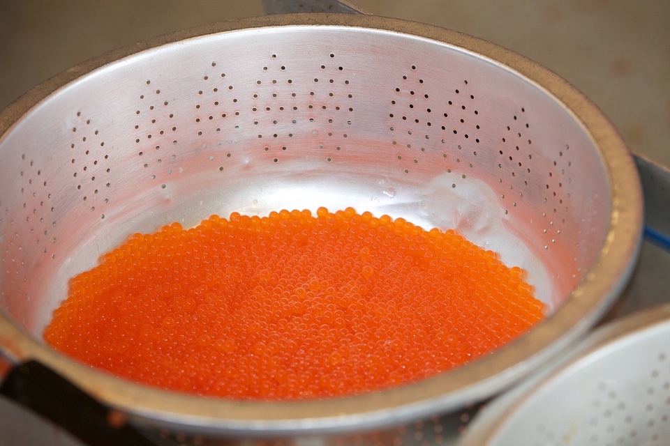 Salmon egg-taking and rearing station