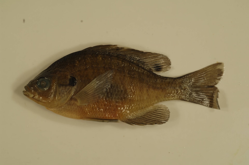 Lepomis macrochirus-1
