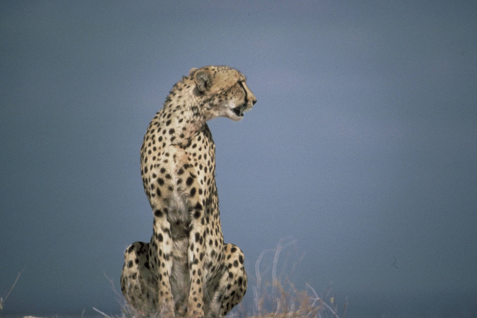 One cheetah sitting photo