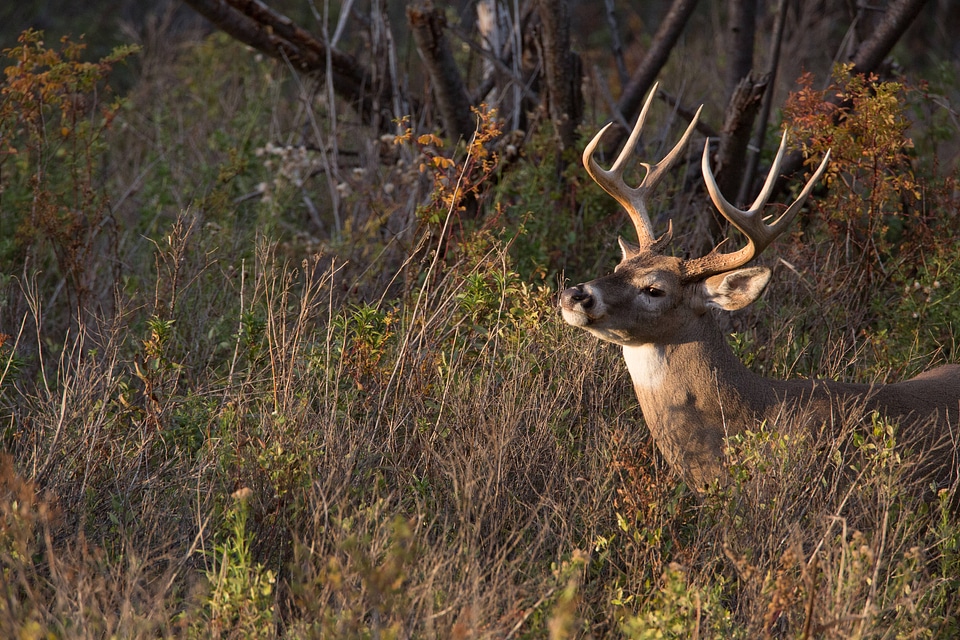 White-tailed buck feeds in thicket