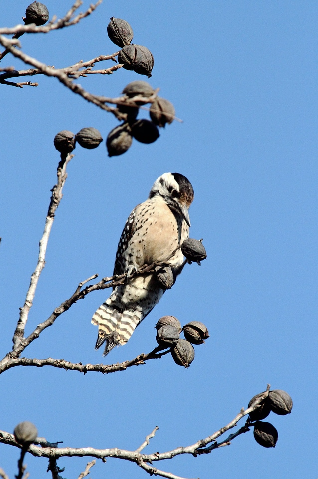 Ladder-backed woodpecker
