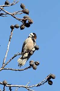Ladder-backed woodpecker
