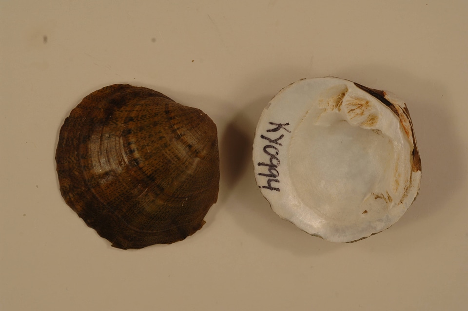 Cyprogenia stegaria