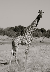 Animal neck long photo