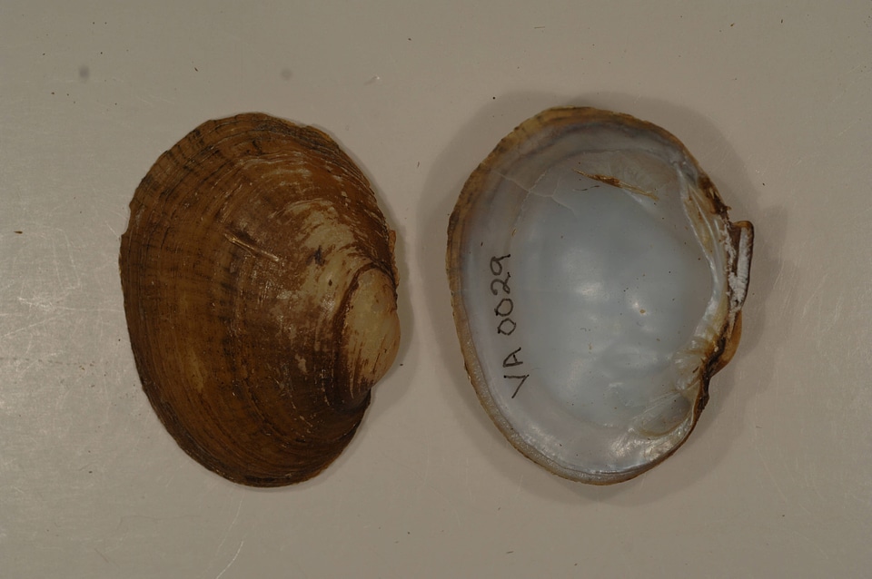 Lampsilis fasciola-1
