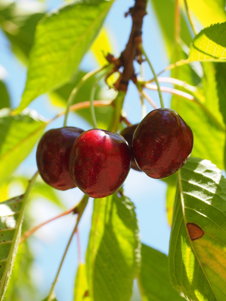 Red ripe sweet cherry