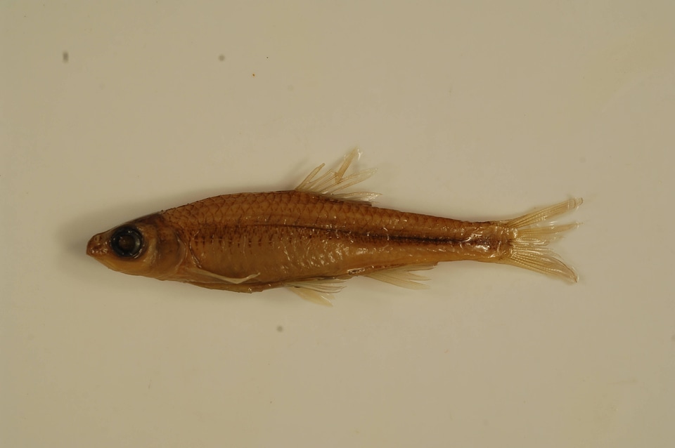 Notropis volucellus