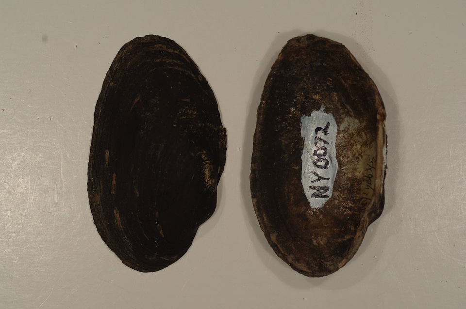 Strophitus undulatus
