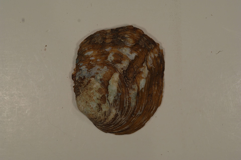 Amblema plicata (outside)-1