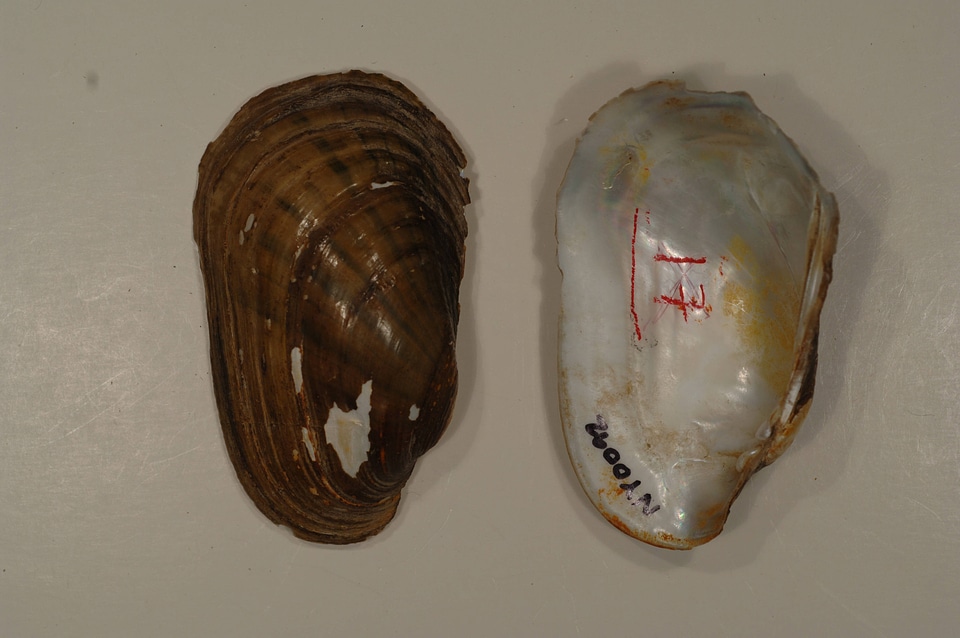 Lampsilis siliquoidea-1