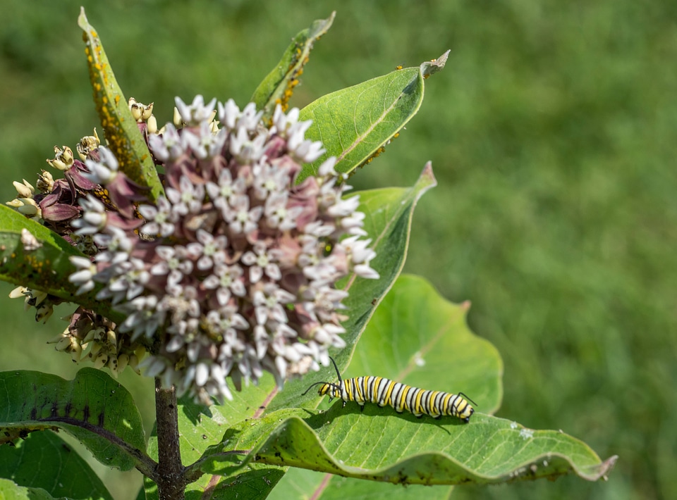 Monarch caterpillar on Common milkweed