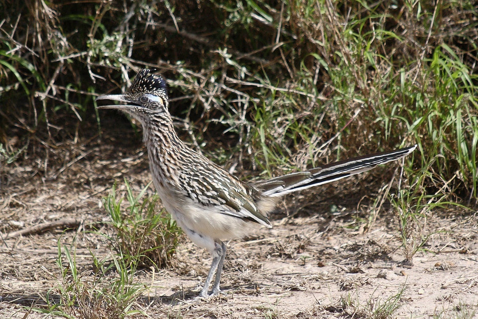 Greater Roadrunner
