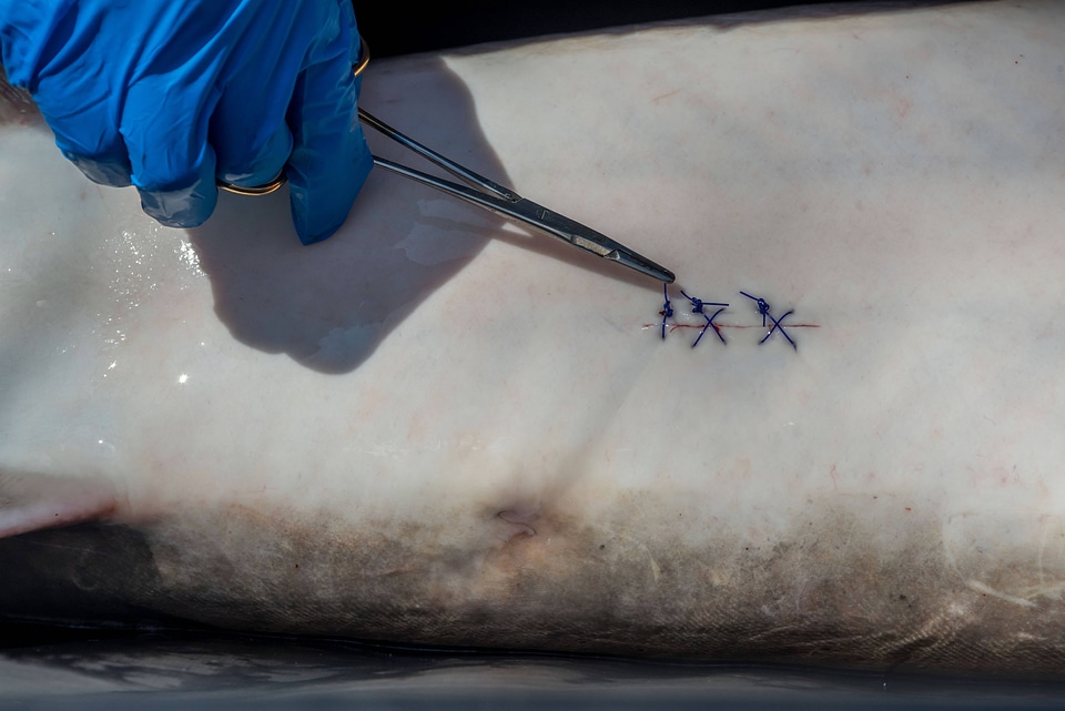 Close up of sutured surgery site on abdomen of lake sturgeon