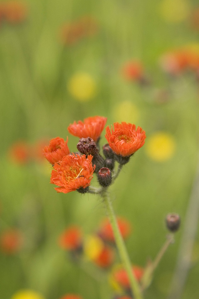 Orange Hawkweed, Sand Point, Alaska
