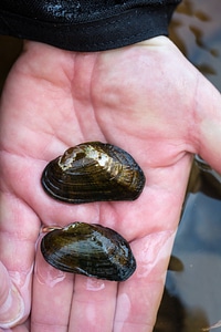  Brook floater on the Cacapon River