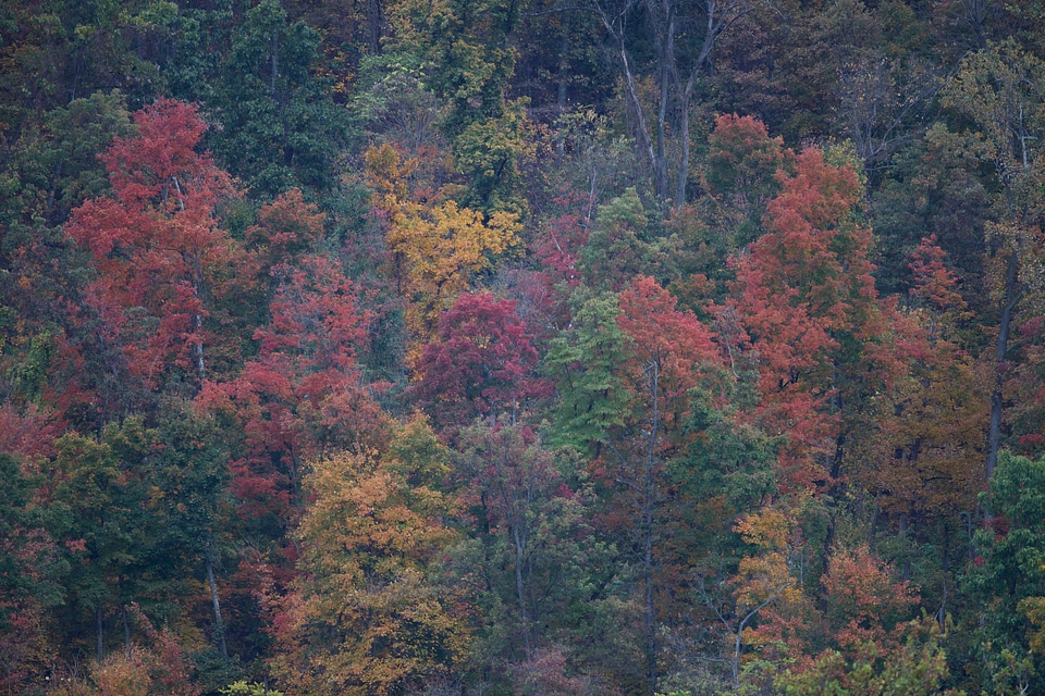 Fall colors in Harpers Ferry National Park