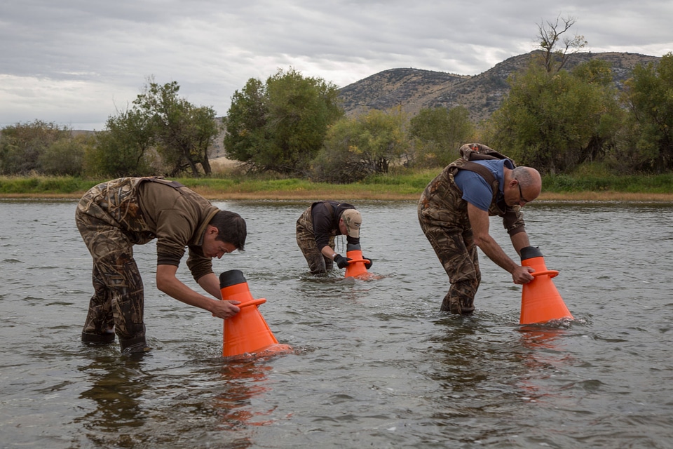 Biologists search for freshwater mussels in the Jefferson River