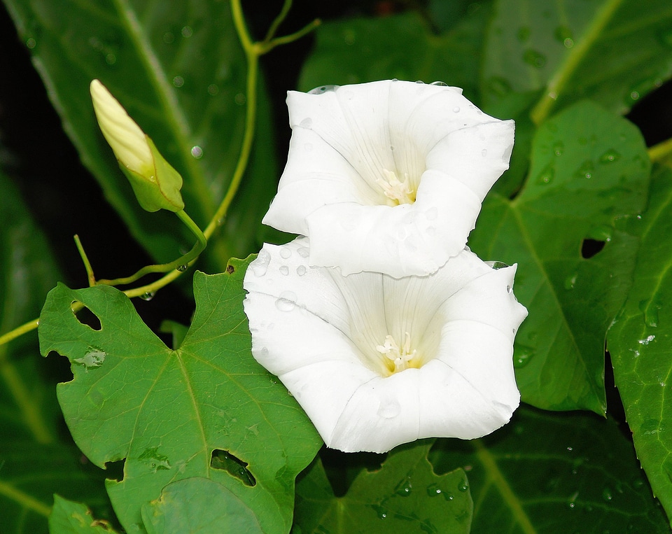 White fabaceae flower garden