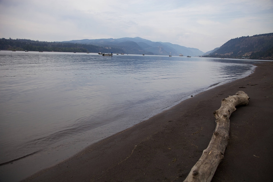 Driftwood on shore