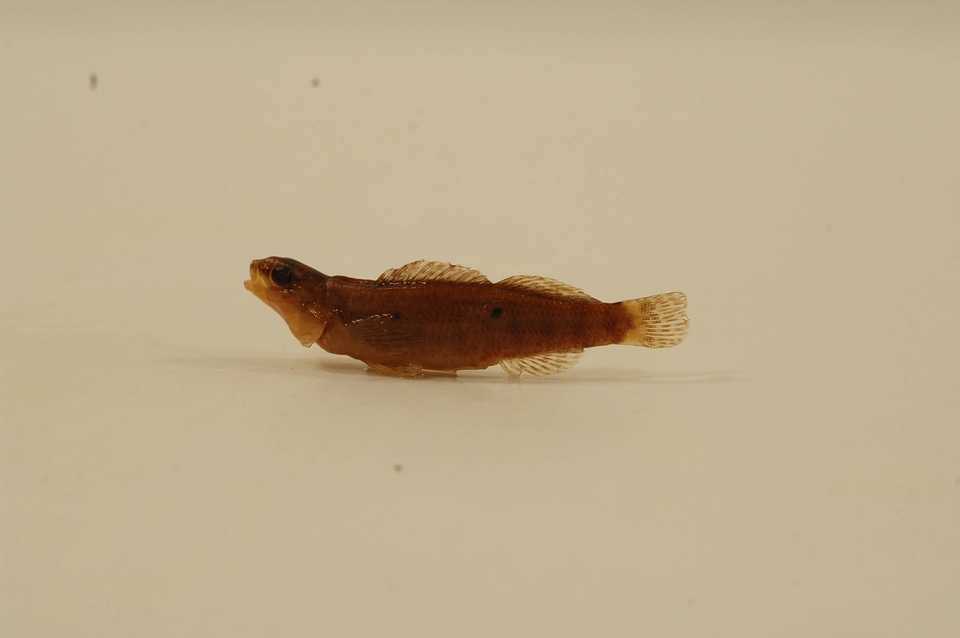 Etheostoma tippecanoe