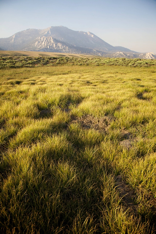 Sierra Nevada high alpine meadow