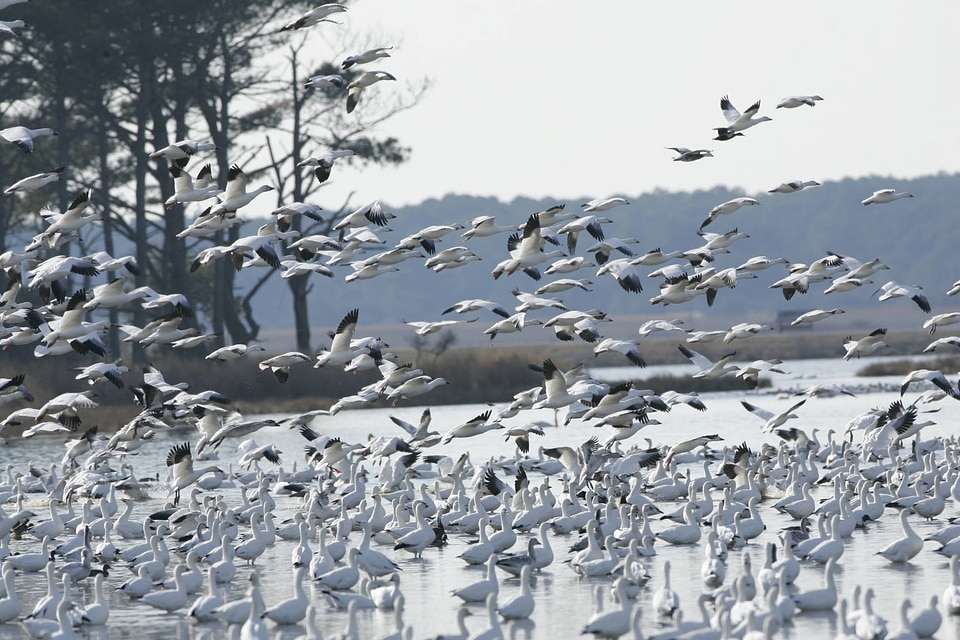 Snow Geese arrive at Chincoteague National Wildlife Refuge