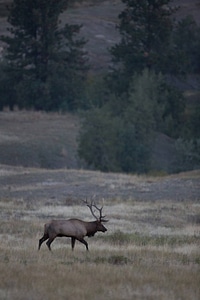 Bull Elk walks in field photo
