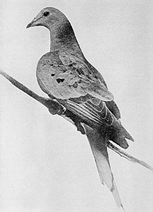 Passenger pigeon photo