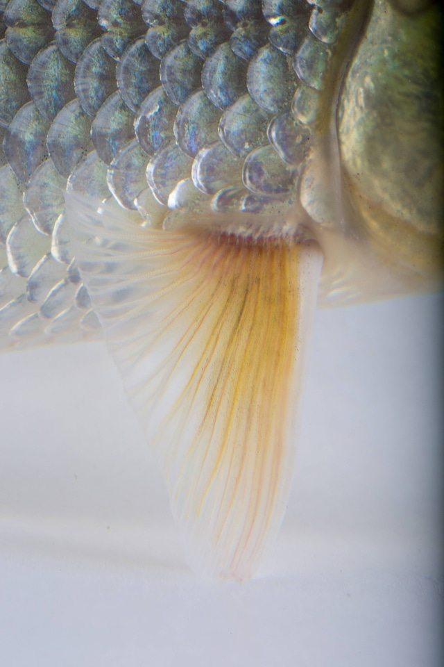 Close up of Sicklefin Redhorse scales