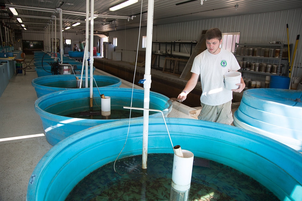 Youth Conservation Corps volunteer feeding sturgeon