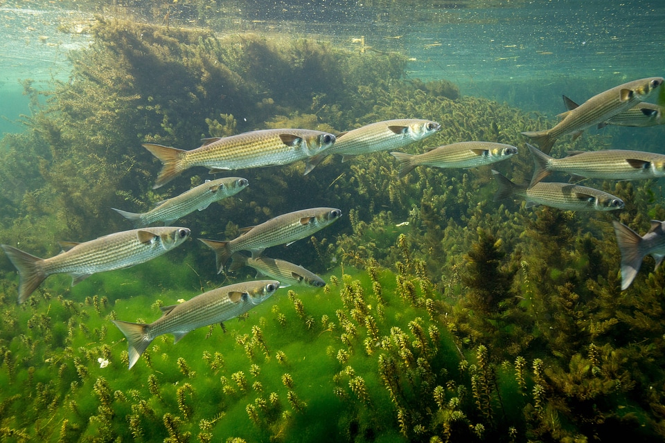 Striped mullet school swims over vegetation