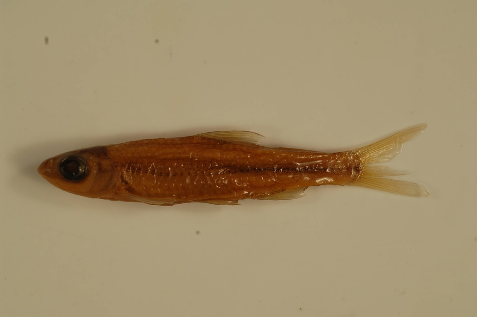 Notropis wickliffi