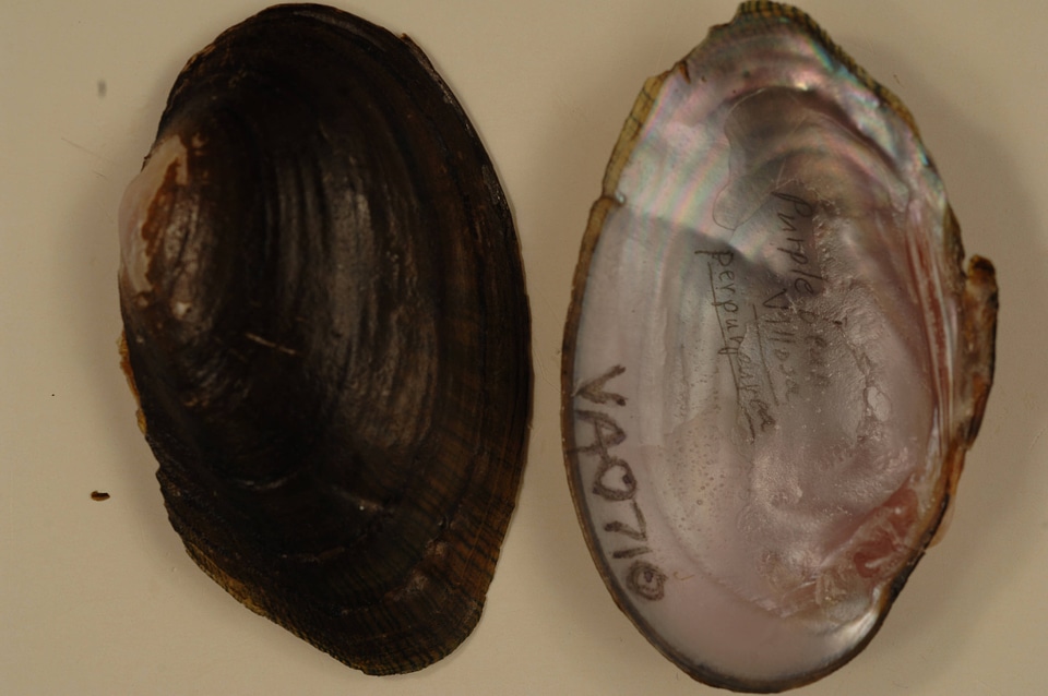 Villosa perpurpurea
