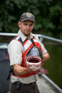 Fisheries biologist holds massive carp