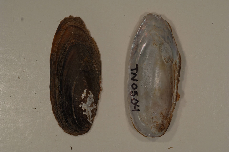 Elliptio lanceolata