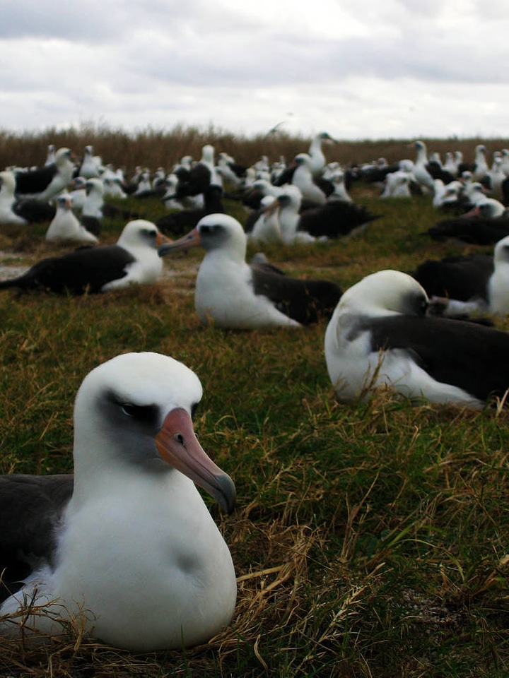 Laysan albatross nesting on Eastern Island