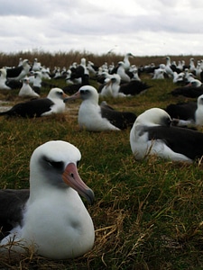 Laysan albatross nesting on Eastern Island photo