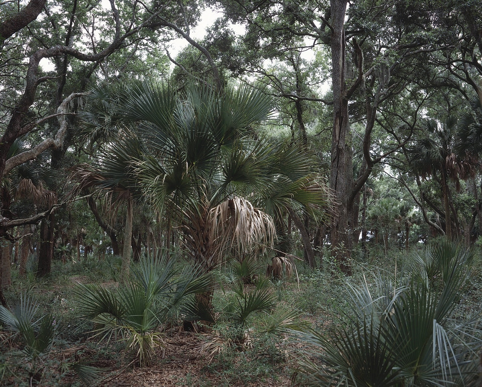 Pinckney Island National Wildlife Refuge landscape