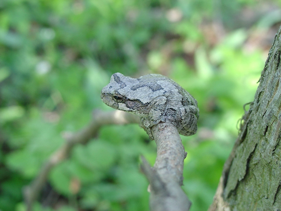 Gray tree frog sitting on branch at Neal Smith National Wildlife Refuge