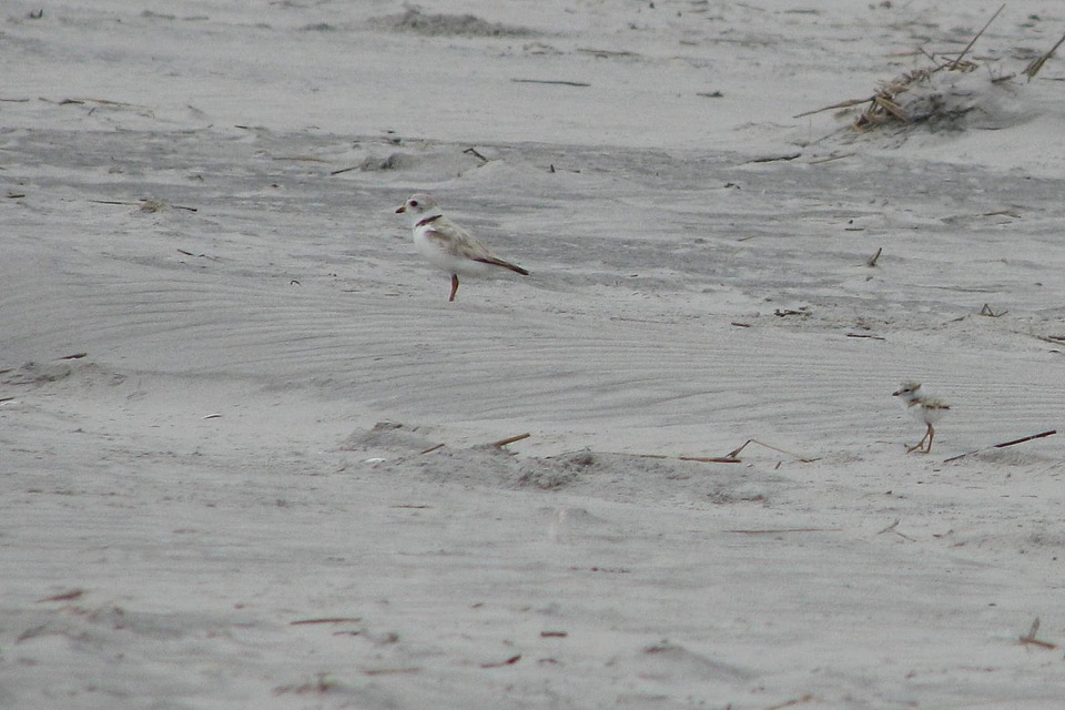 Piping plover chick and adult