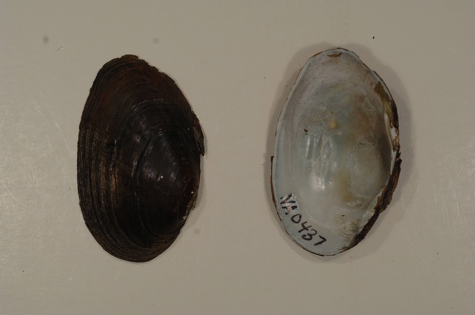 Villosa constricta