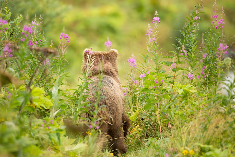 Kodiak brown bear backside