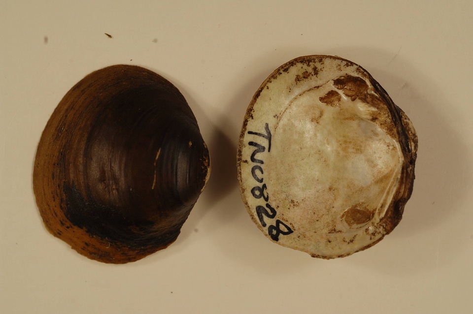 Obovaria subrotunda