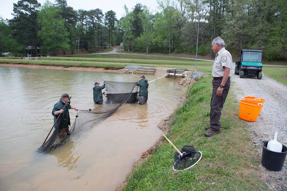 Hatchery staff checking for channel catfish