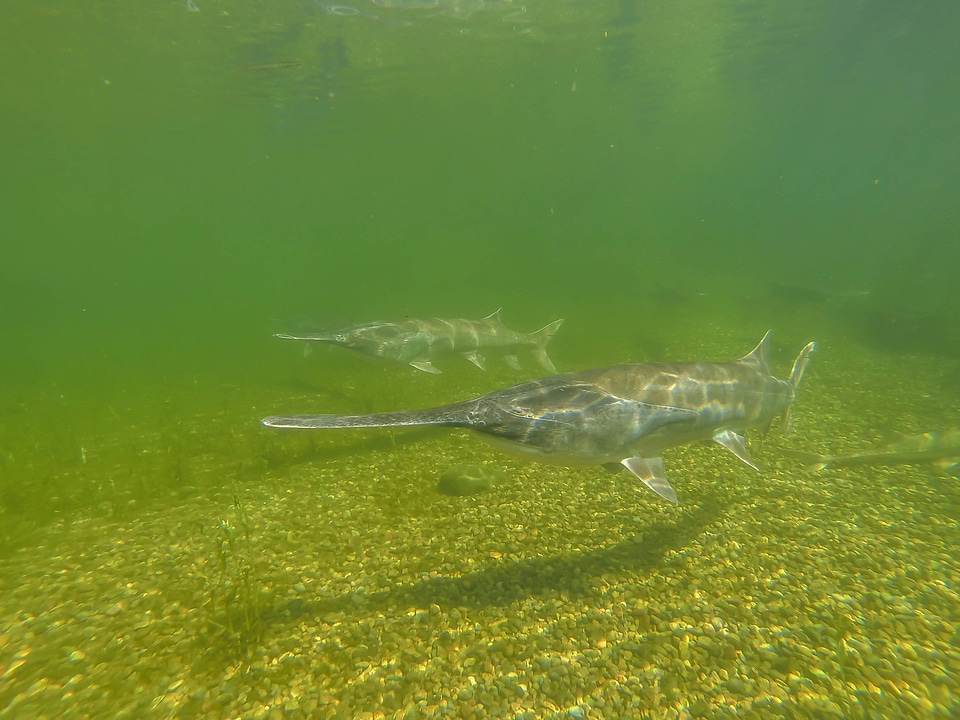 Paddlefish underwater-1