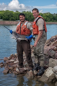 Fisheries workers releasing paddlefish-1