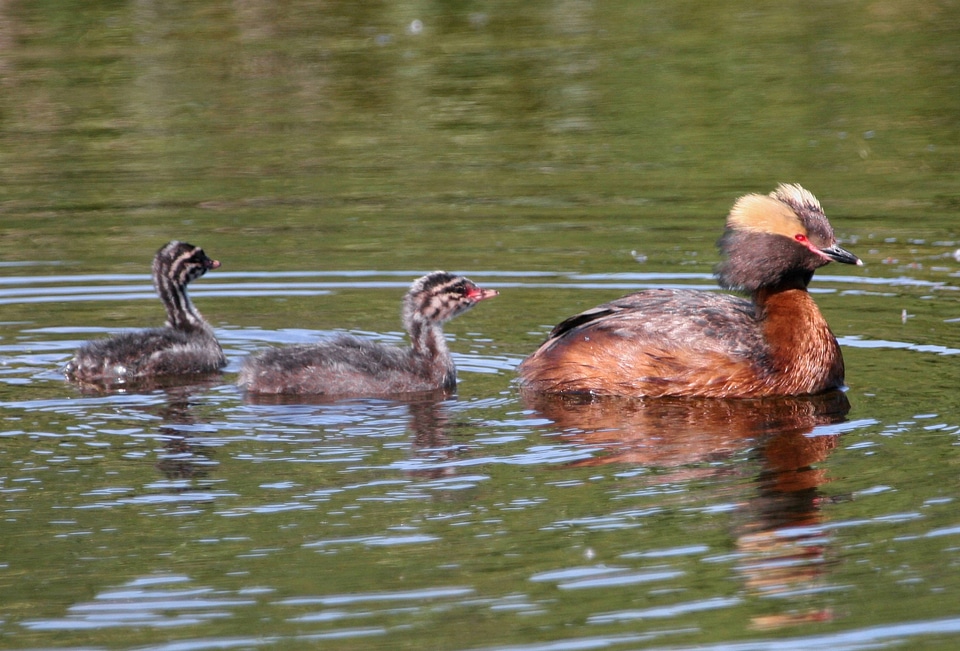 Horned grebe with Young photo