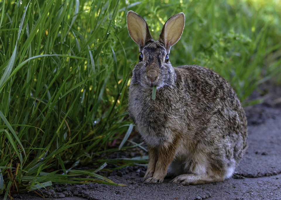 Eastern Cottontail 